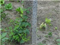 Lonicera